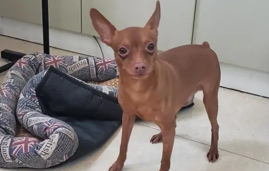 小鹿犬多少钱一只幼崽