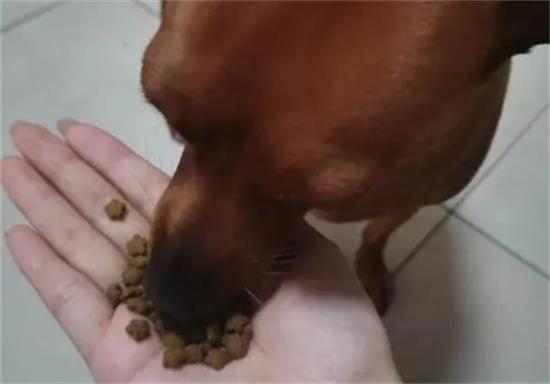 小鹿犬幼犬一天喂几次