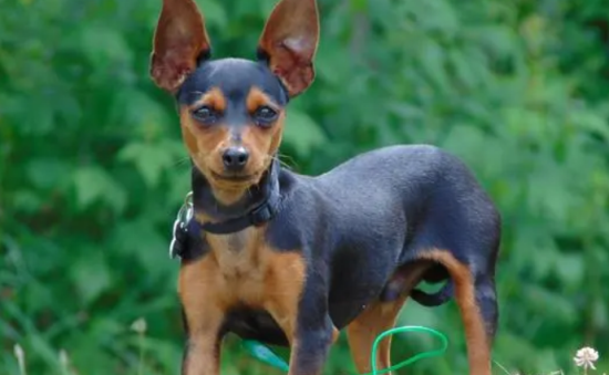 小鹿犬被吓到的症状