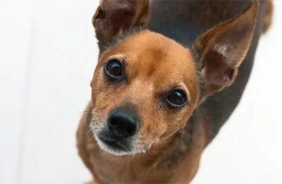 小鹿犬取吉名