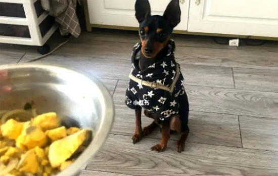 小鹿犬不能吃的五类食物