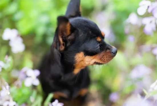 小鹿犬有几岁智商