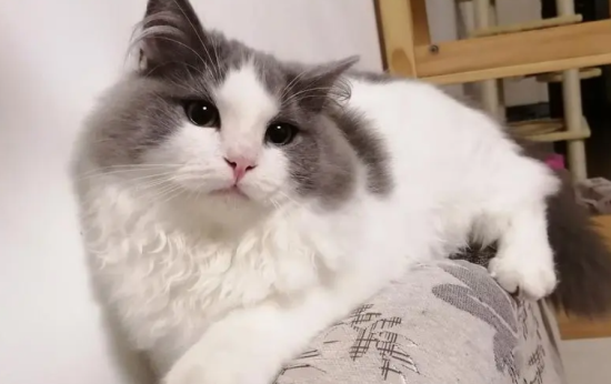 蓝猫和布偶猫生出的宝宝图片