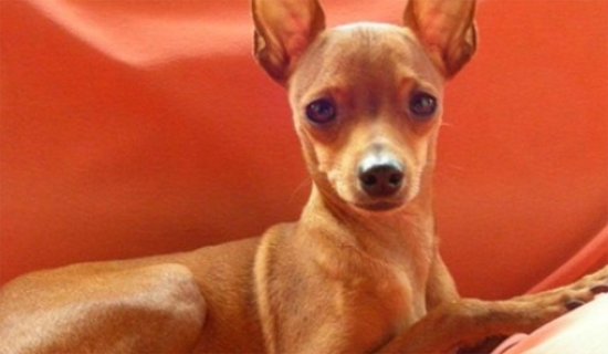 小鹿犬泪痕是与生俱来的吗？小鹿犬泪痕是后天性的吗？