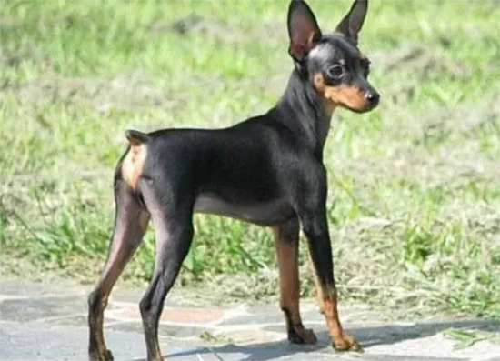 小鹿犬如何驯养？来看看吧