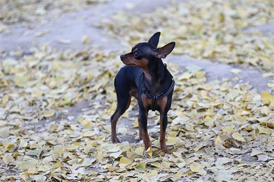 小鹿犬是干什么的