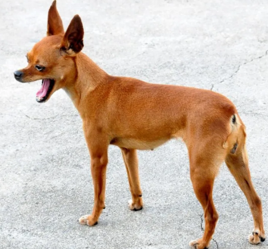 小鹿犬尾巴为什么要剪掉