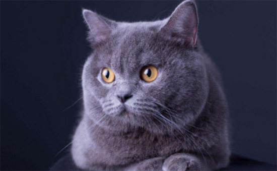 蓝猫配什么品种最好