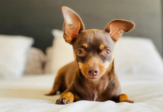 小鹿犬耳朵不立怎么办你知道怎么做吗？