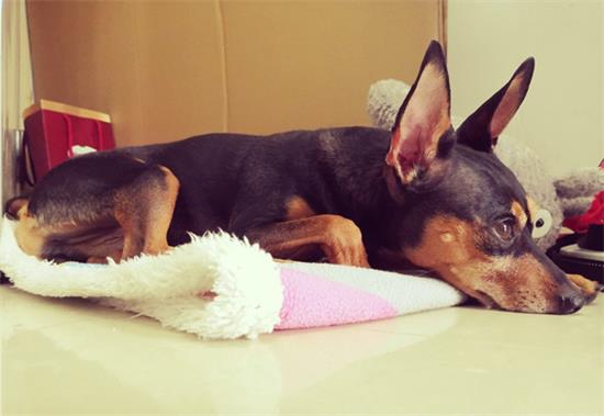 小鹿犬1天要吃几顿