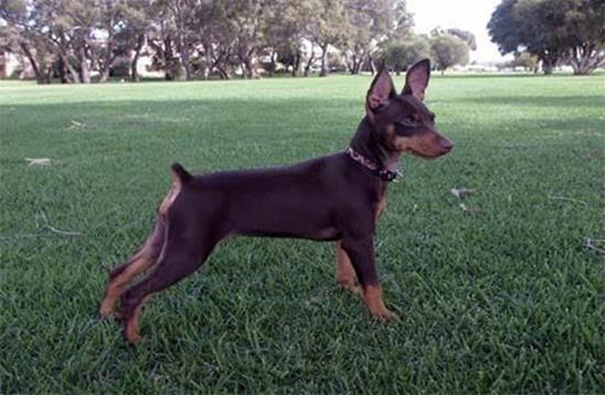 养小鹿犬要注意什么