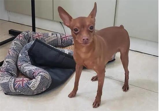 小鹿犬什么时候打疫苗？新手主人一定要知道的知识