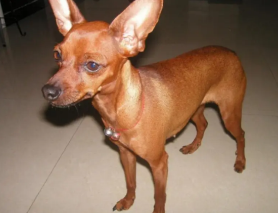 纯种的小鹿犬长什么样子