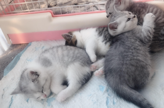 蓝猫和银渐层配出来的