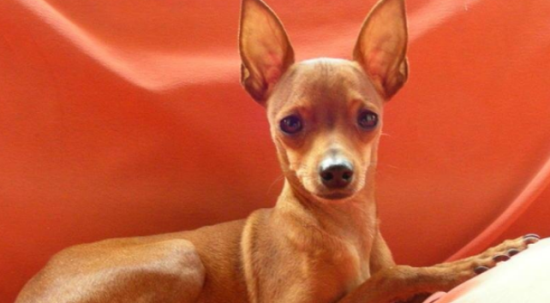 家中小鹿犬也能成为顶尖猎犬，小鹿犬家庭狩猎训练的秘密