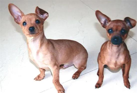 小鹿犬生产后吃什么好？营养全靠这个