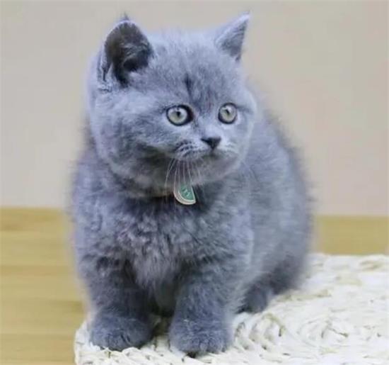 蓝猫价格一般多少