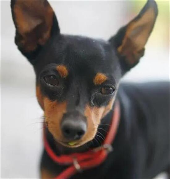 何时立耳，小鹿犬耳朵里面立后又变弯