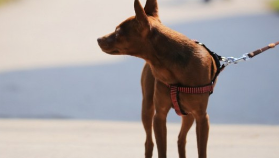 小鹿犬性格特点和缺点