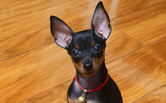 小鹿犬泪痕是与生俱来的吗？小鹿犬泪痕是后天性的吗？