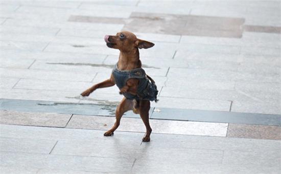 什么东西小鹿犬不能吃