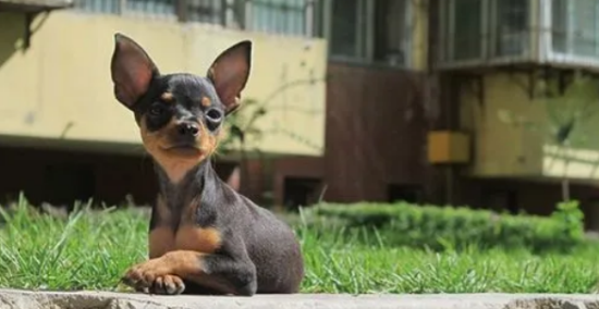 小鹿犬为什么没人养