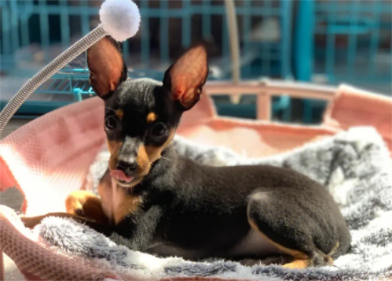 小鹿犬喜欢什么玩具？速速来了解！