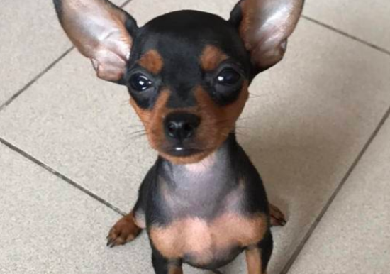 小鹿犬吃什么补钙？哪些食物比较补？