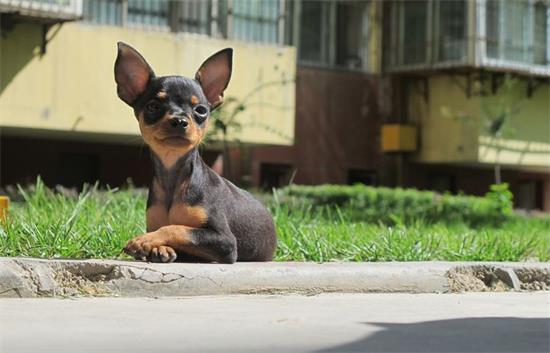 小鹿犬饲养有什么注意点