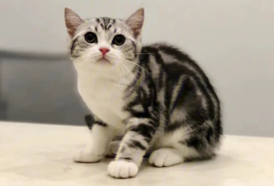 美短和英短蓝猫杂交图片
