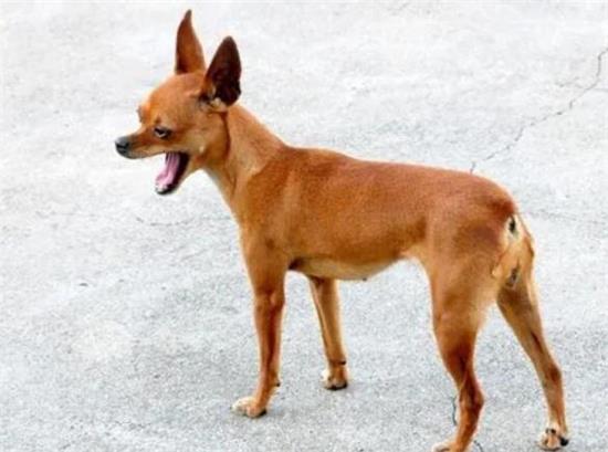 小鹿犬冬天怎么保暖？Tips！