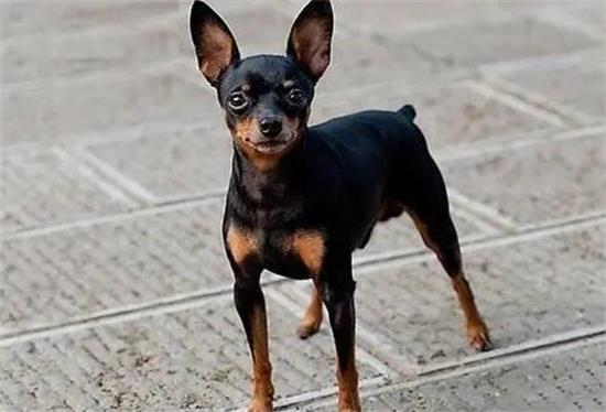 小鹿犬什么时候打疫苗？新手主人一定要知道的知识