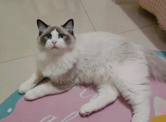 布偶跟英短蓝猫杂交图片