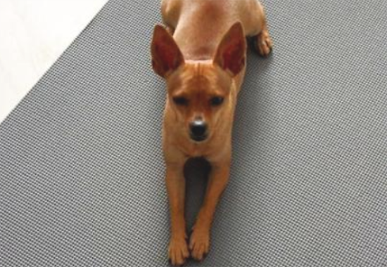 如何训练小鹿犬打猎呢？我来告诉你！