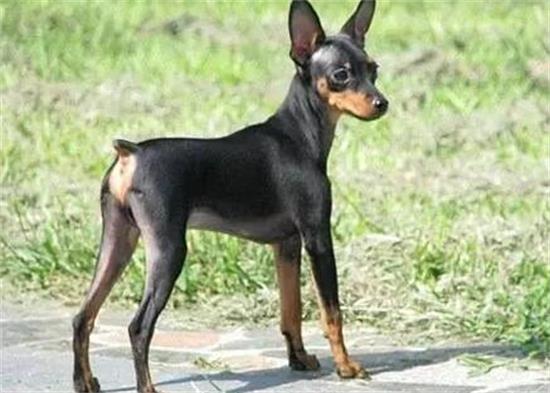 小鹿犬自制狗粮怎么做？让你的小鹿犬为自制狗粮流口水