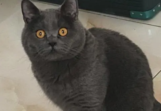 长毛蓝猫和布偶配出来长什么样子？比如说？