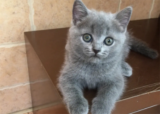 蓝猫为什么喜欢瘫坐着？快来看看吧
