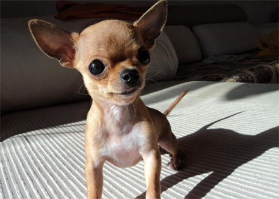 不知道小鹿犬脱毛怎么回事？看这里