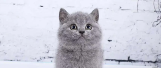 俄罗斯蓝猫得了猫癣如何治疗 猫癣治疗方法介绍