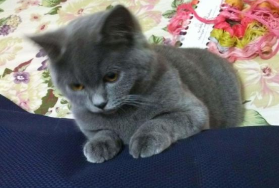 一文告诉你，为什么蓝猫的毛发白了？