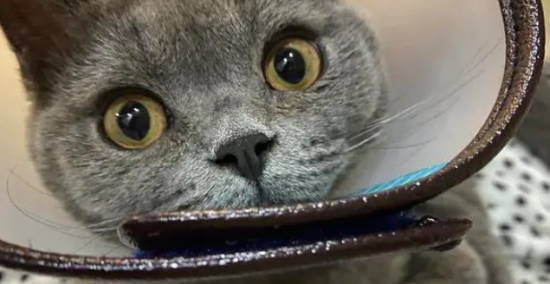 蓝猫眼睛老是流泪怎么办 眼部流泪看起来楚楚可怜！