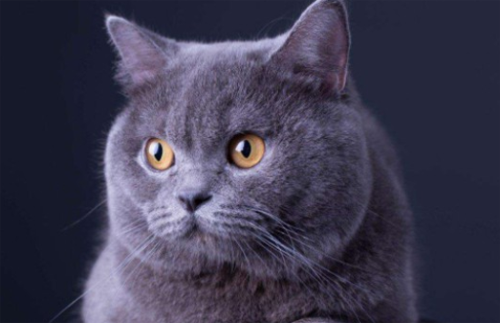 蓝猫第一胎注意事项，宠主必看！