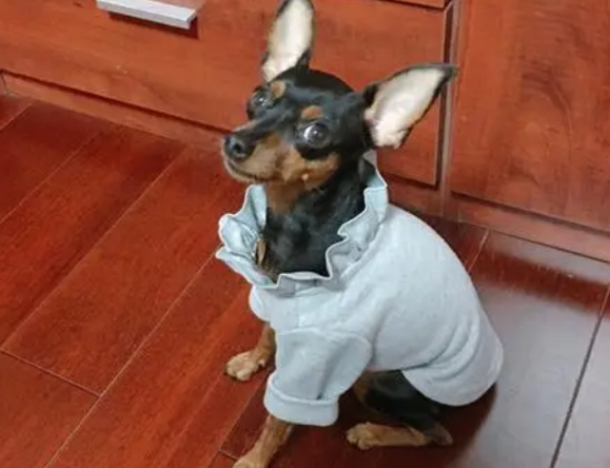 小鹿犬喜欢乱叫怎么办？怎么让它安静？