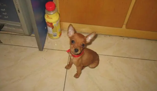 宠文科普：小鹿犬可以吃西瓜吗？