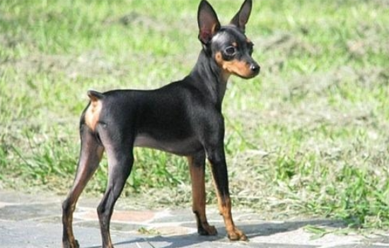 小鹿犬掉毛一块一块的？原因有以下4点！