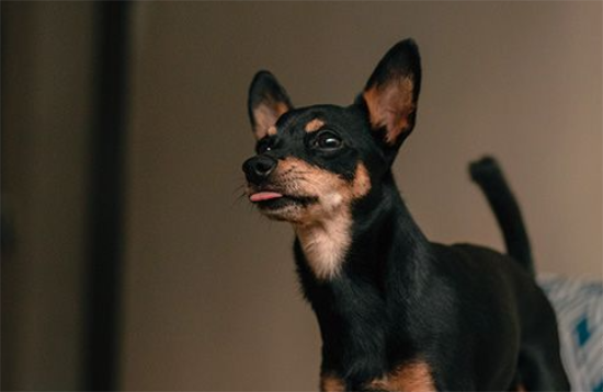 小鹿犬怎么养？这里有答案！