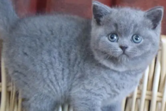 英短蓝猫喜欢睡哪里？想了解的来看看吧