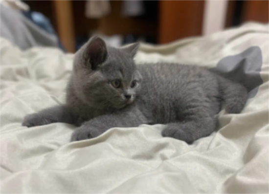 今日解答：养蓝猫需要注意事项