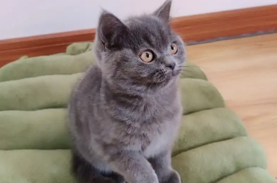 新手养蓝猫注意事项，想必你也不知道！