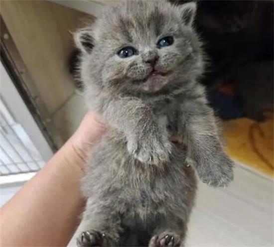 母蓝猫跟公金吉拉能配吗？可行吗？